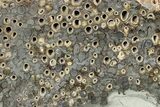 Polished Fossil Teredo (Shipworm Bored) Wood - England #279380-1
